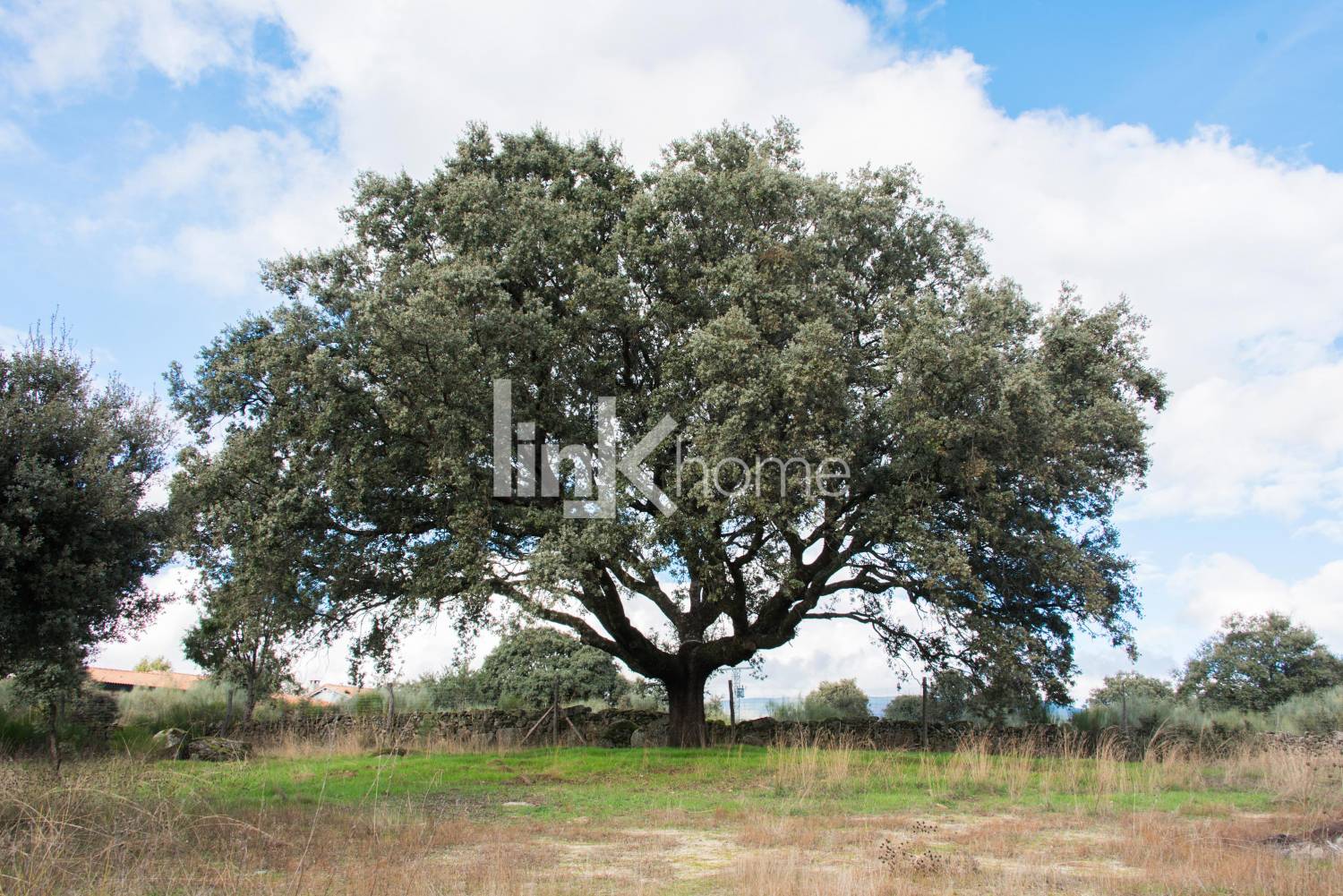 Encina más alta del terreno