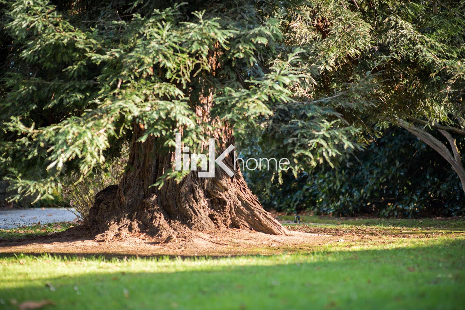 Great Sequoia