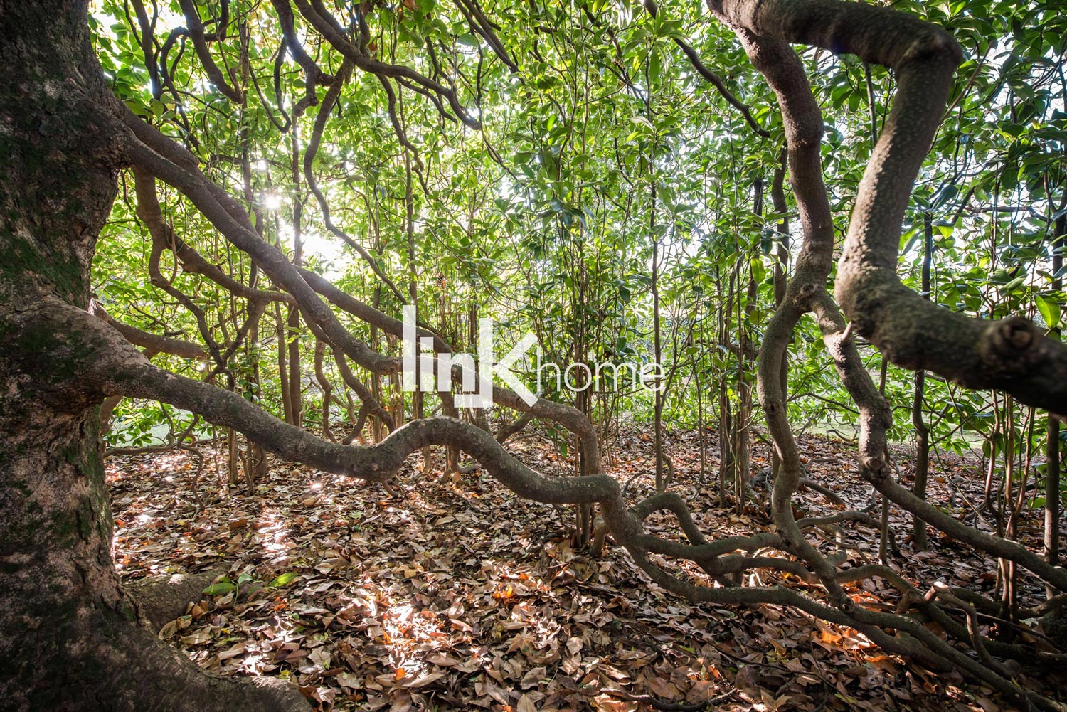 Inside special trees